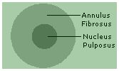 nucleus_pulposus