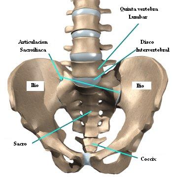 articulacion_sacroiliaca