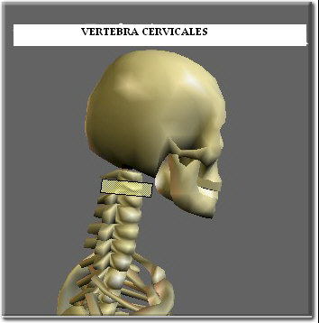 vertebras_cervicales