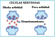 neurotransmisores