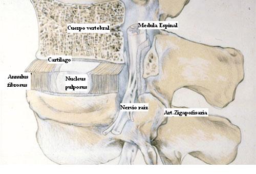 disco_intervertebral