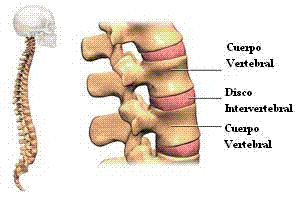 discos_intervertebrales