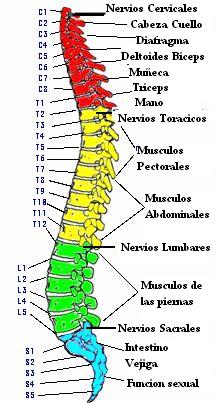 nervios_columna_vertebral