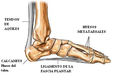 ligamento_de_la_fascia_plantar