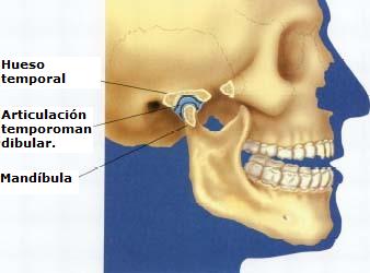 articulación_temporomandibular.