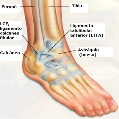 ligamentos_tobillo